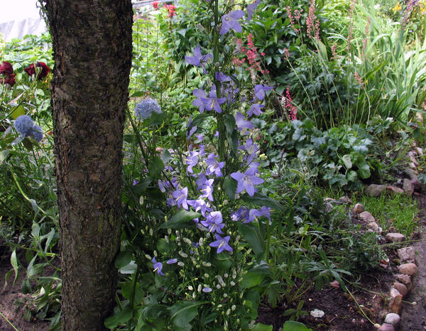 Колокольчик пирамидальный (Campanula pyramidalis)
