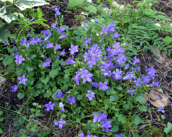 Колокольчик Портеншлага (Campanula portenschlagiana)