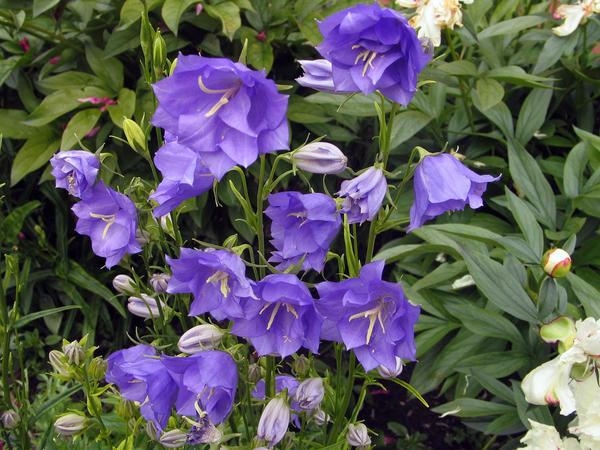 Колокольчик персиколистный (Campanula persicifolia), махровая форма