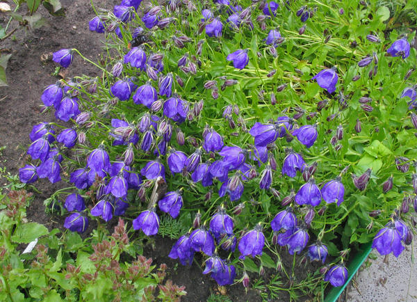 Колокольчик темноватый (Campanula pulloides)