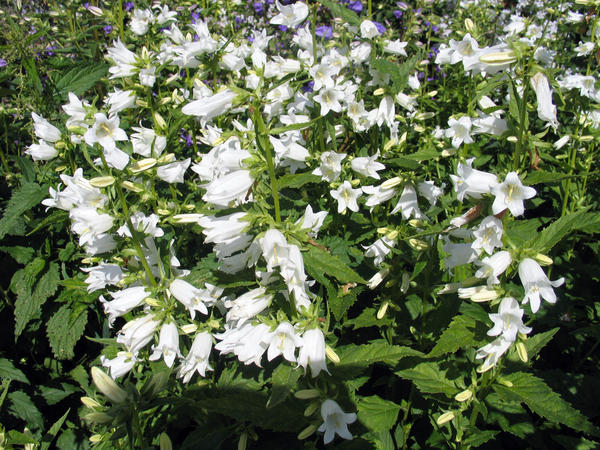 Колокольчик крапиволистный (Campanula trachelium) 'Alba'