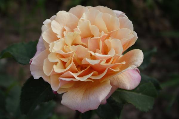 'Caramella'