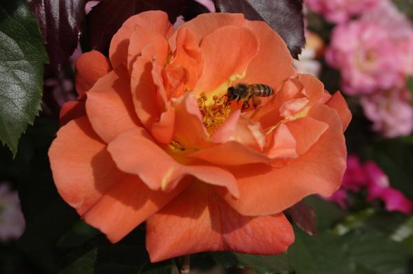 'Westerland'