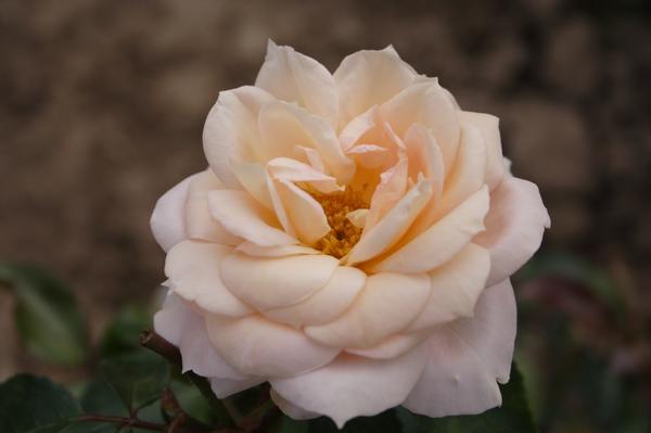 'Lions Rose'
