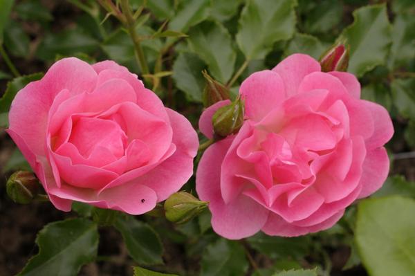 'Pomponella'