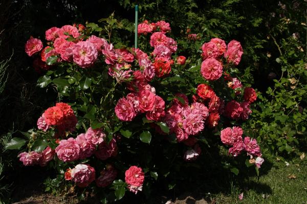 'Gebruder Grimm'