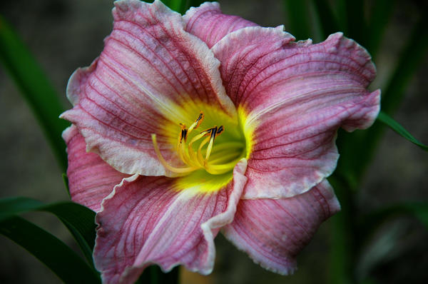 ‘Fiordilidgi’