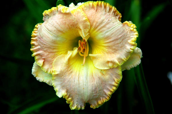 ‘Ed Brown’