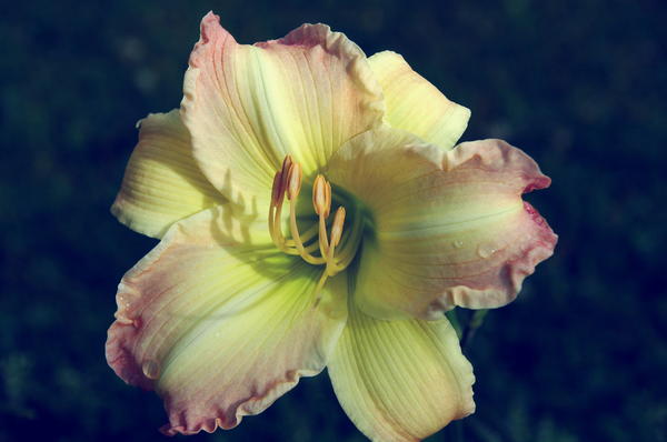 ‘Beautiful Edging’