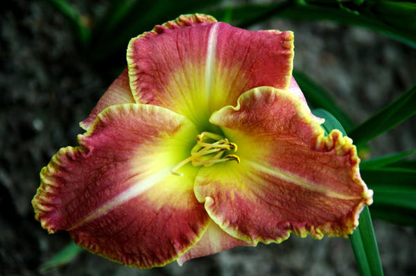 ‘Edith Sliger’