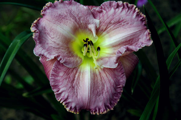 ‘Magic Amethyst’