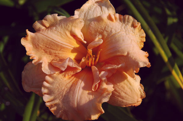 ‘Elizabeth Salter’