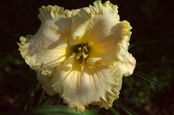 ‘Victorian Lace’