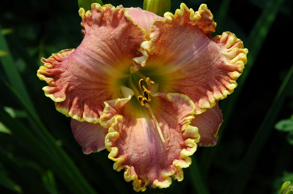 ‘Darla Anita’