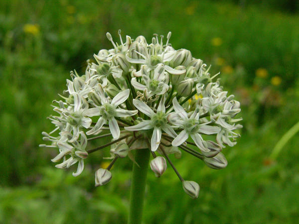 'Mount Everest'