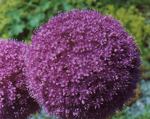 'Lucy Ball'