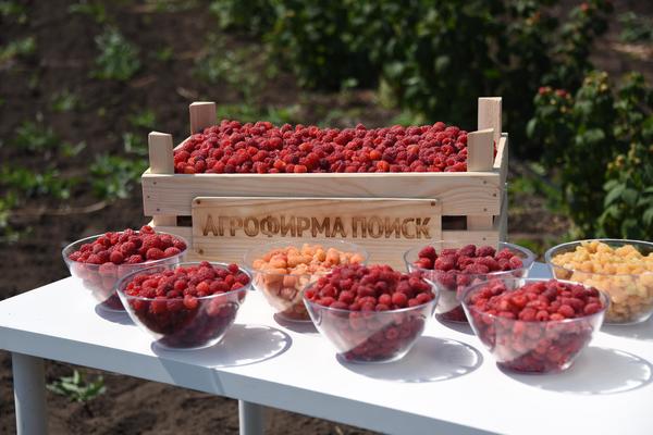 Дегустация малины