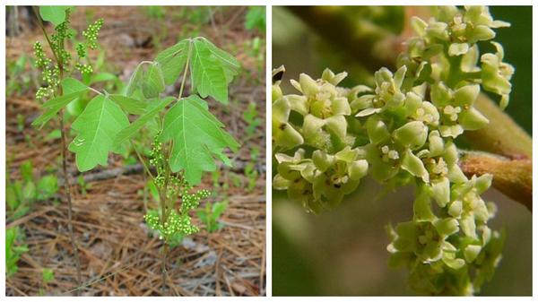 Сумах ядовитый (R.toxicodendron)