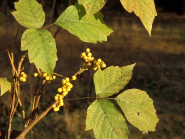 Сумах укореняющийся (R.radicans)