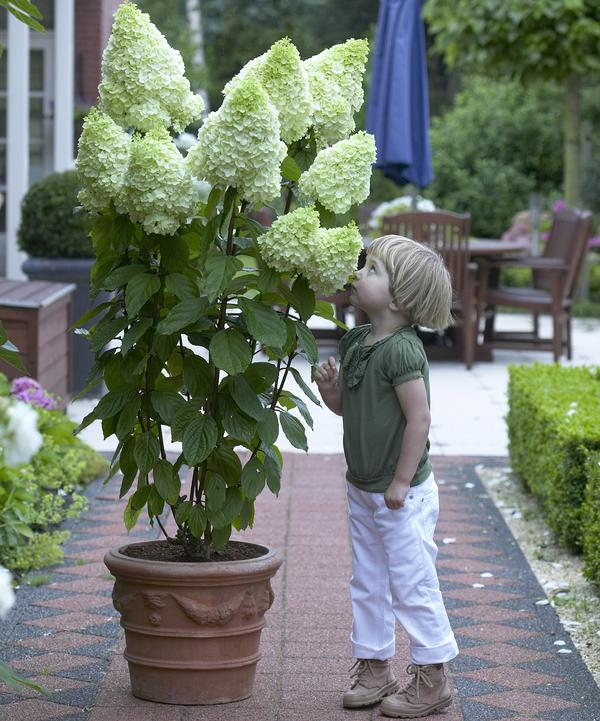 Hydrangea paniculata 'Magical Moonlight'