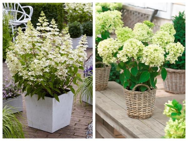 Hydrangea paniculata 'Confetti' (слева) и Hydrangea paniculata 'Bobo' (справа)