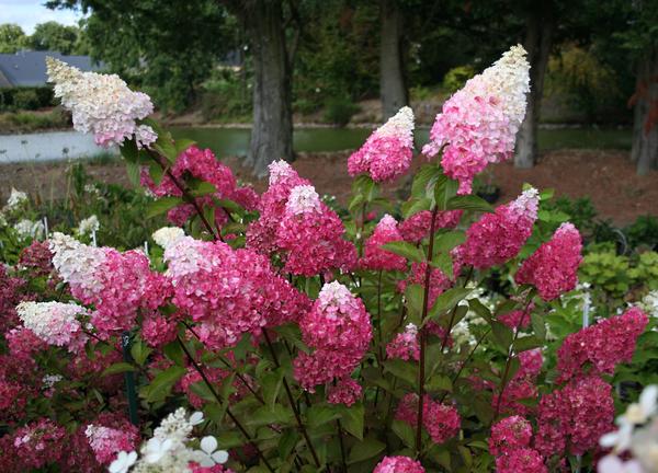 Hydrangea paniculata 'Fraise Melba'