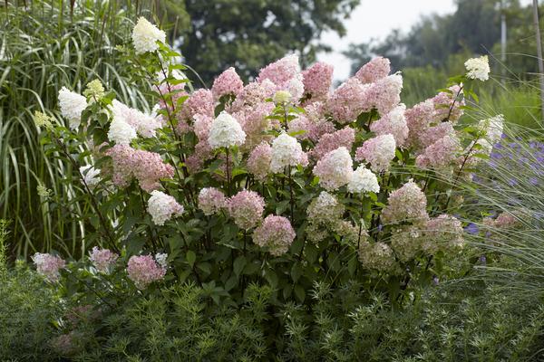 Hydrangea paniculata 'Diamantino'