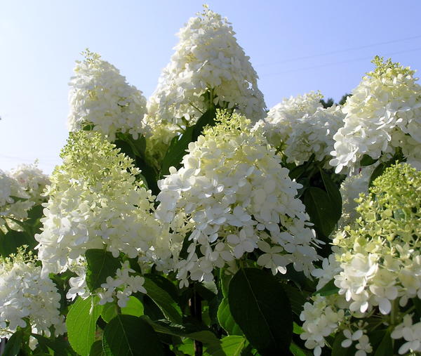 Hydrangea paniculata 'Dolly'