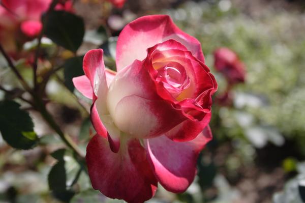 'Jubile du Prince de Monaco'