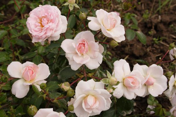 'Lovely Meilland'