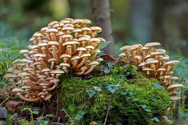 С грибами связано множество мифов и заблуждений