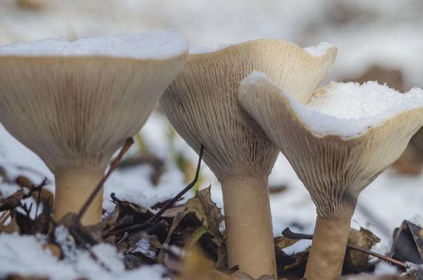 Поздние грибы - к позднему снегу. А грибы под снегом. 