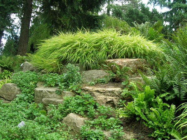 Папоротники и злаки