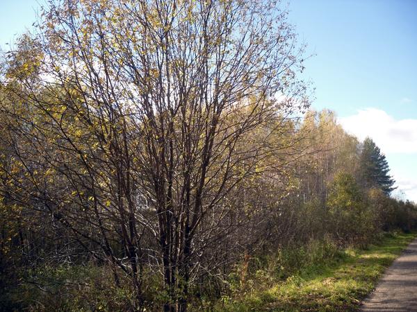 ...А с другой уже осень пришла, листья облетели...