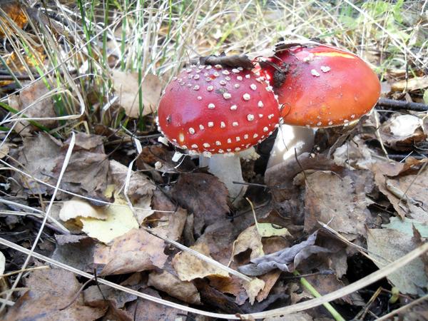 А еще сейчас мухоморов ну о-оочень много! Красивые...