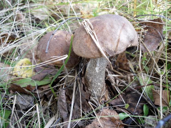 Осень до сих пор грибами нас балует