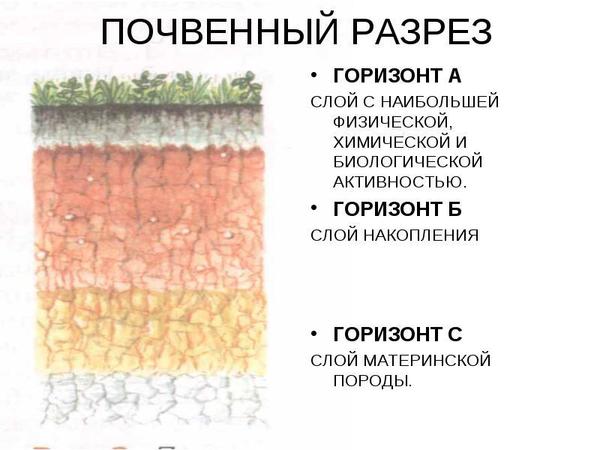 Почвенный разрез рисунок