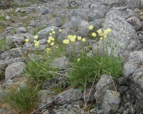 Мак лапландский