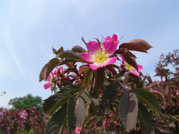 Шиповники несложно вырастить и легко размножить. Rosa glauca