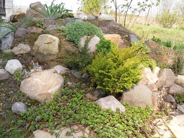 Это на старой даче. На переднем плане расстилается по камням очиток ложный