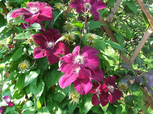 Клематис ‘Rouge Cardinal’