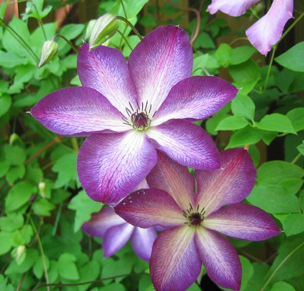 ‘Venosa Violacea’ - один из лучших двухцветных сортов клематиса