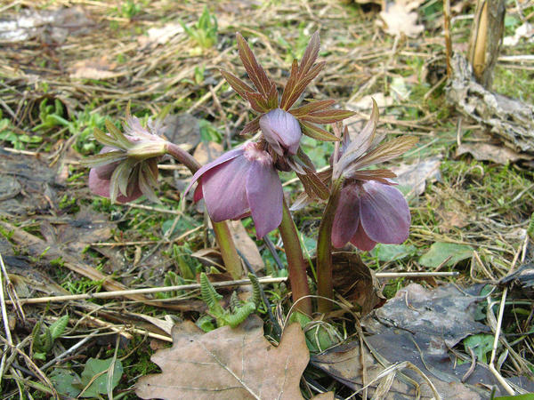 Морозник красноватый (Helleborus purpurascens)