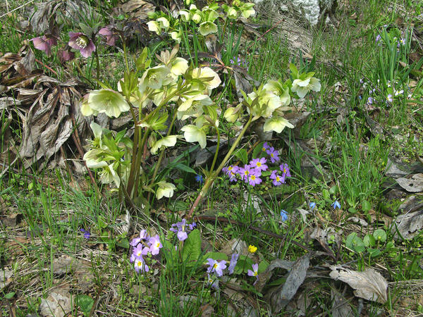 Морозник восточный (Helleborus orientalis) в Ставропольском ботаническом саду