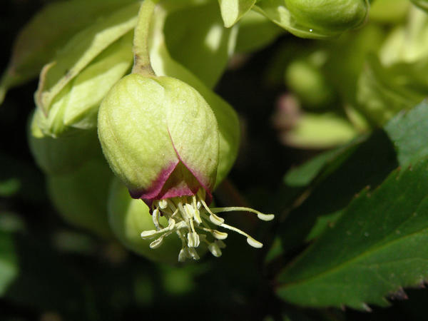 Морозник вонючий (Helleborus foetidus)