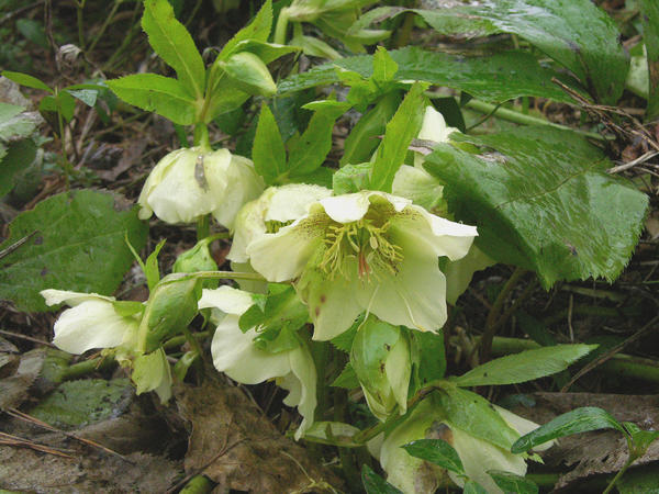 Морозник восточный (Helleborus orientalis)