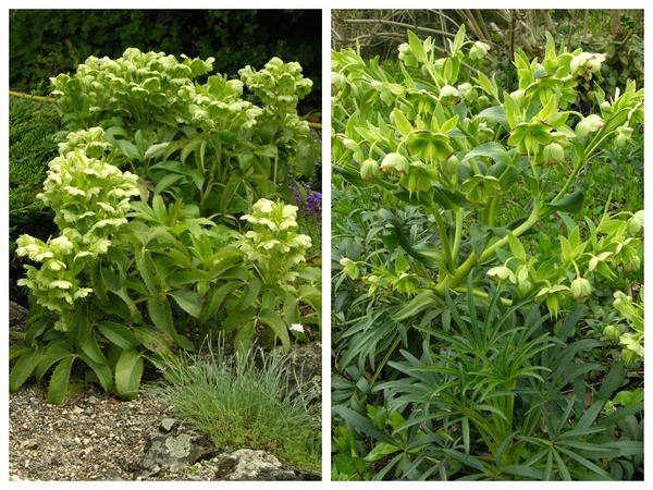 Морозник вонючий (Helleborus foetidus)