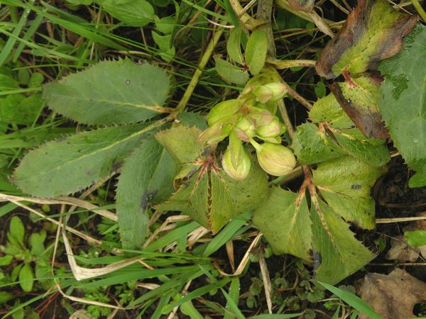 Морозник остролистный (Helleborus argutifolius)