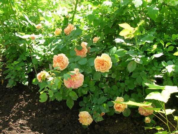 Идеальная почва для роз - рыхлый плодородный слабокислый суглинок