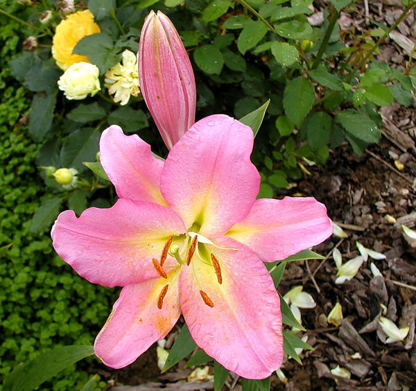Лилия Rosy Dawn